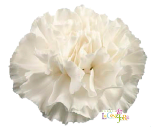 <h4>Di St Moonlight White 75cm CO</h4>