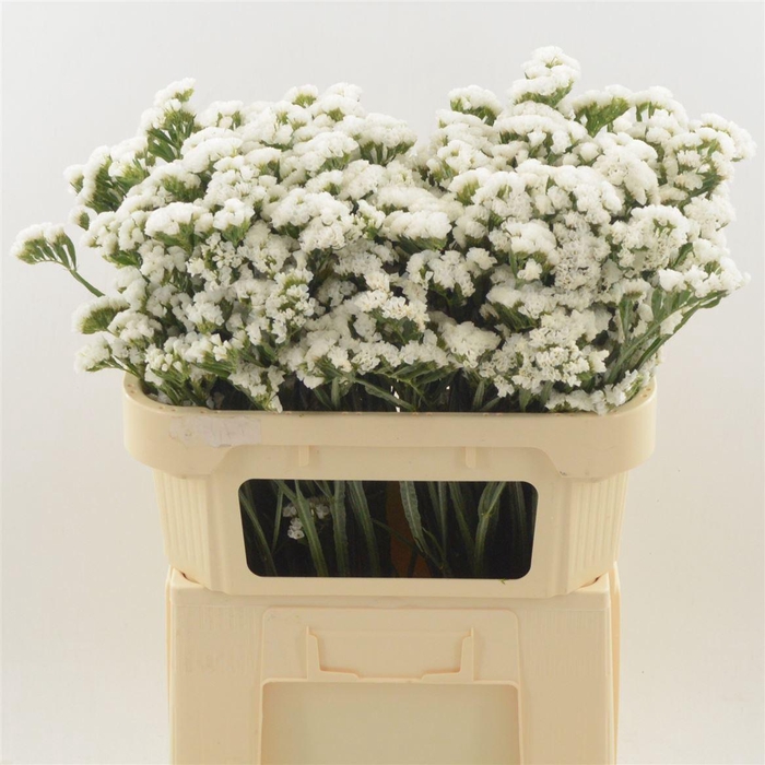 <h4>Statice Silvery Sun Birds | Heavy Quality</h4>