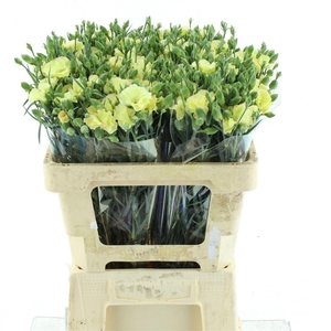 Di Tr Solandis Blondify