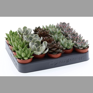Echeveria   ...mix