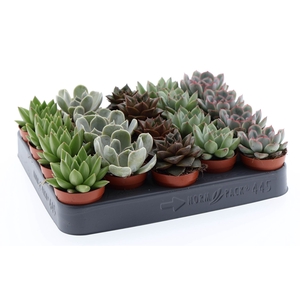 Echeveria   ...mix