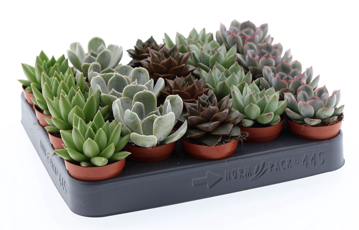 <h4>Echeveria   ...mix</h4>