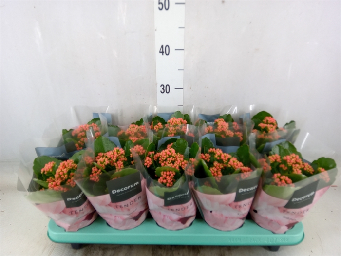<h4>Kalanchoe blos. 'Serenity lght Red'</h4>