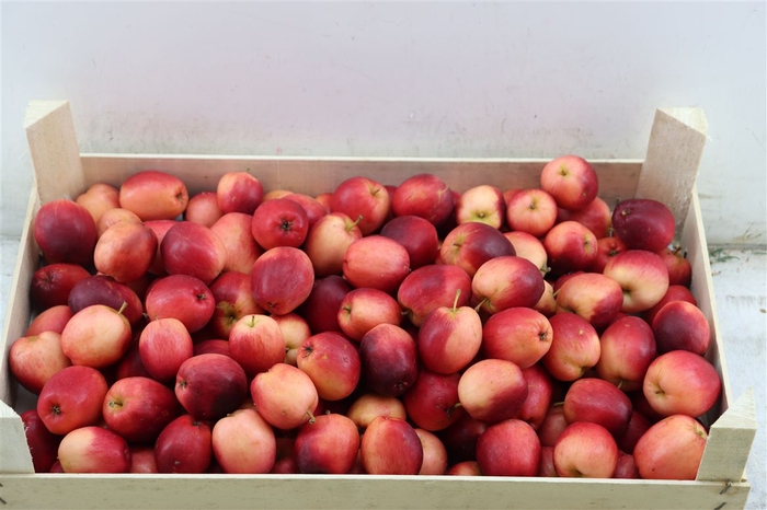 <h4>Sier Appels Red Ex 5kg P Wdn Box</h4>