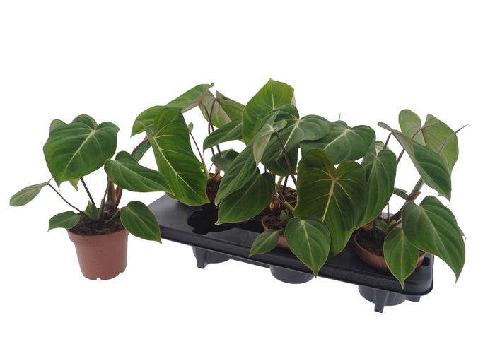 <h4>PHIL GLORIOSUM</h4>