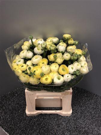 <h4>Ran Eleg Creme Sup</h4>