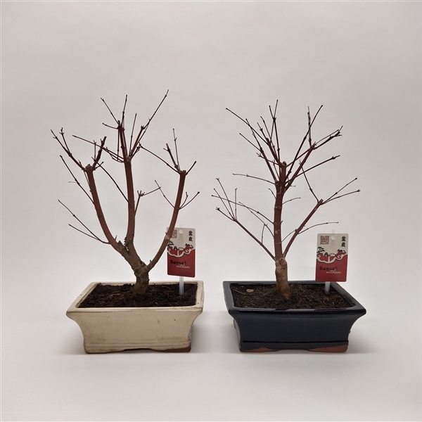 <h4>Acer Bonsai Mix 20 cm</h4>