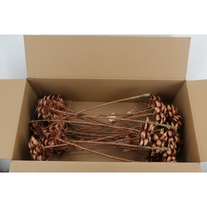 Stick Dahlia Sweet Copper