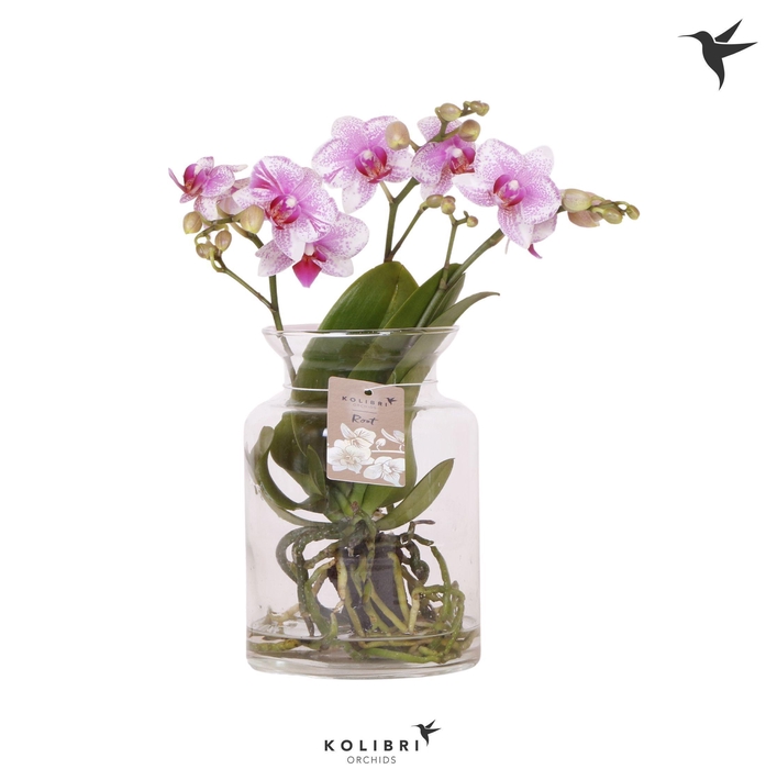 <h4>Kolibri Orchids Phalaenopsis Roots pink in glas stolp transparant</h4>