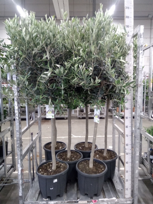 <h4>Olea europaea</h4>