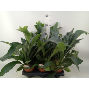 Platycerium bifurc.