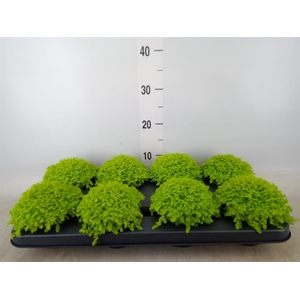 Soleirolia soleirolii 'Aurea'