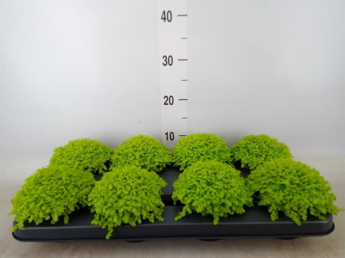 <h4>Soleirolia soleirolii 'Aurea'</h4>