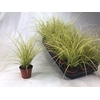 Carex brunnea 'Jenneke' p8