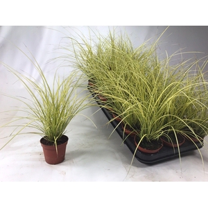 Carex brunnea 'Jenneke' p8