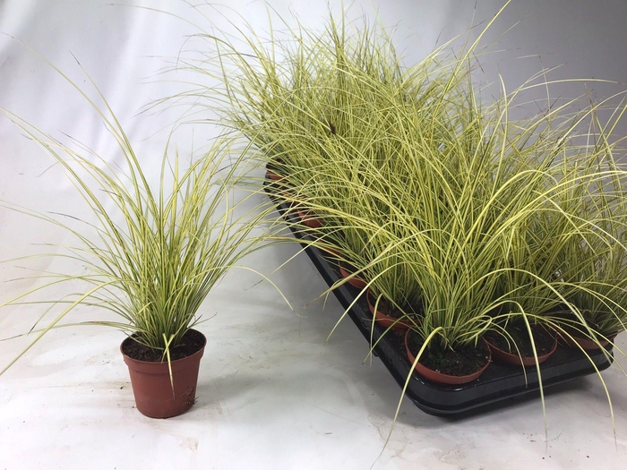 <h4>Carex brunnea 'Jenneke' p8</h4>