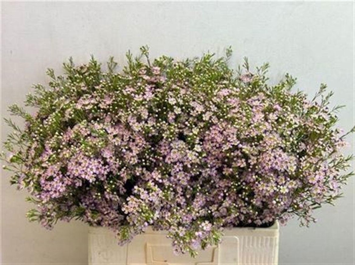 <h4>Chame Un Wendy Rose</h4>