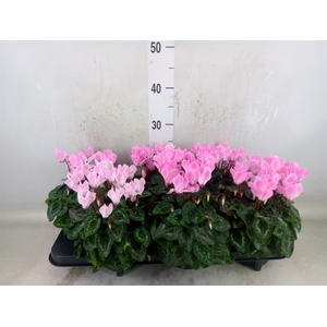 Cyclamen MD   ...