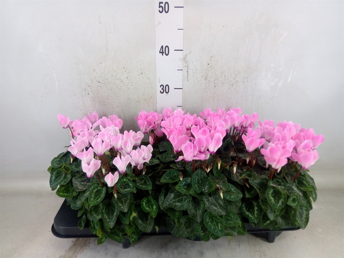 <h4>Cyclamen MD   ...</h4>