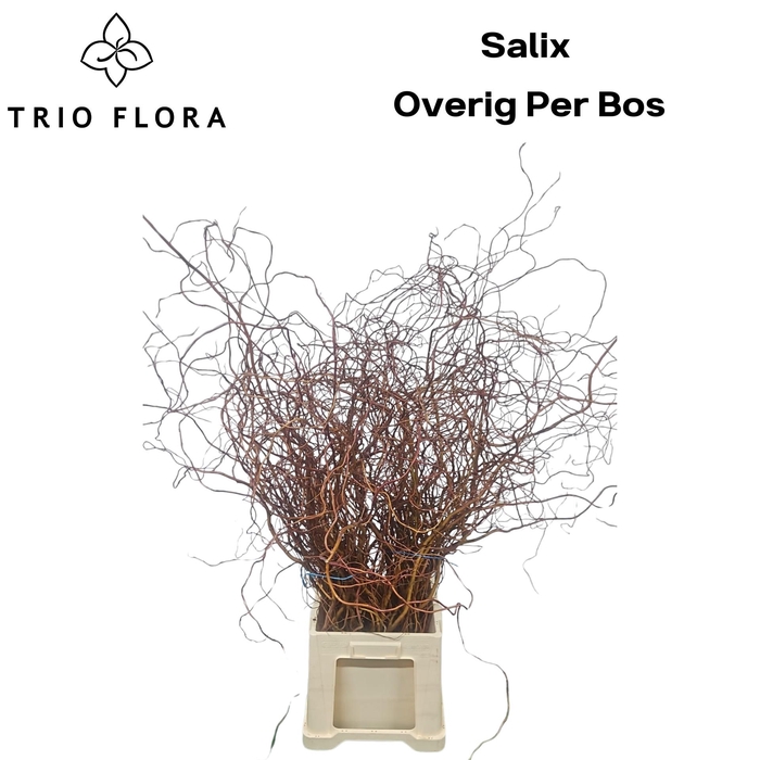 <h4>SALIX OV BS</h4>