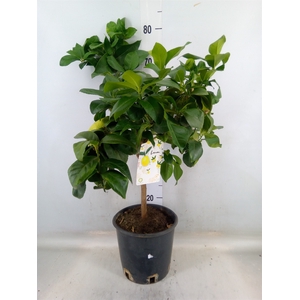 Citrus limon
