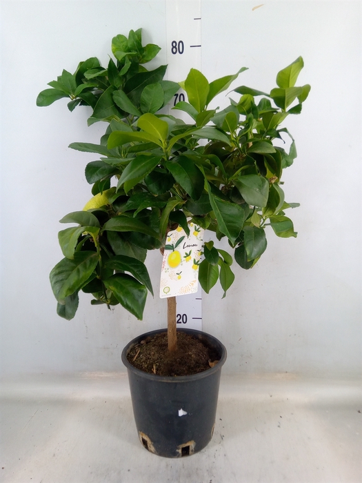 <h4>Citrus limon</h4>