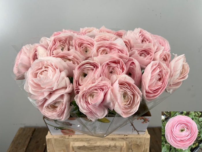 <h4>RAN SU HANOI</h4>