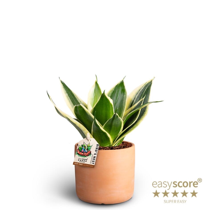 <h4>SANSEVIERIA TRIFASCIATA</h4>