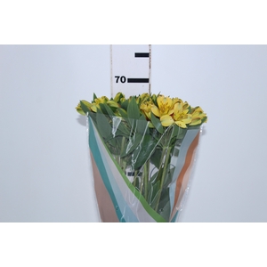 ALSTROEMERIA CARIBBEAN 070 CM