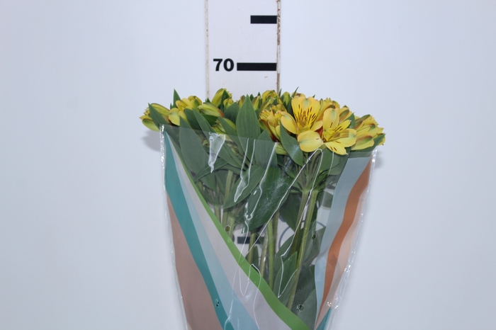 ALSTROEMERIA CARIBBEAN 070 CM