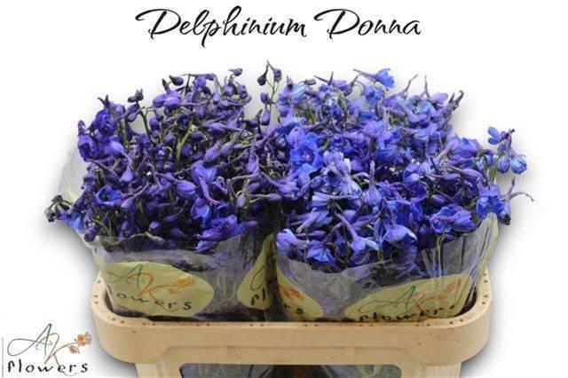 <h4>DELPH EN DONNA</h4>