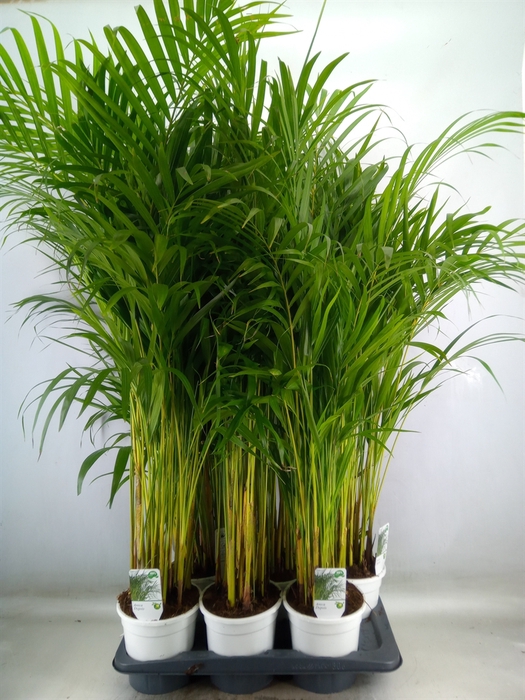 <h4>Dypsis lutescens   ...Chrysalidoca</h4>