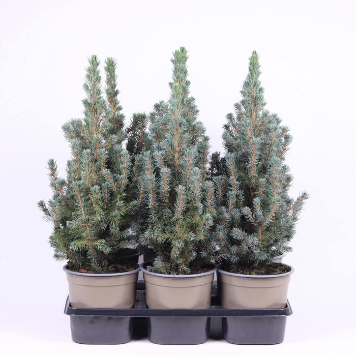 <h4>Picea glauca Sanders Blue</h4>