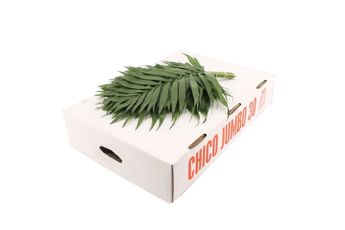 <h4>Chico Jumbo V P</h4>
