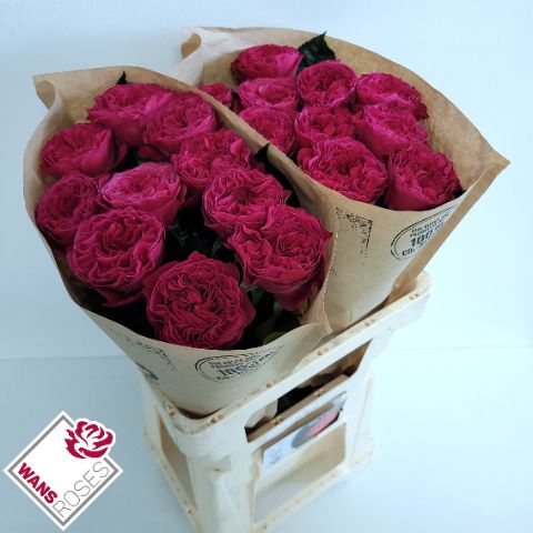 <h4>R Gr Pink N Pretty Wans</h4>