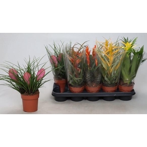 BROMELIA GEM