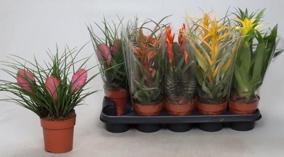 <h4>BROMELIA GEM</h4>