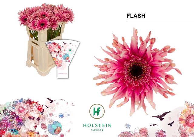 <h4>Gerbera Gerpasta Flash</h4>