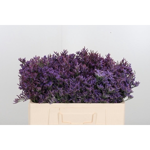 Lim Piuma Dark Blue