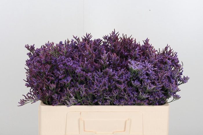 <h4>Lim Piuma Dark Blue</h4>