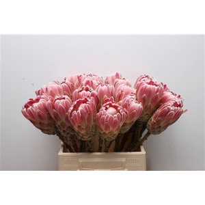 Protea Carnival No Leaves
