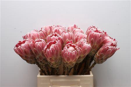 <h4>Protea Carnival No Leaves</h4>