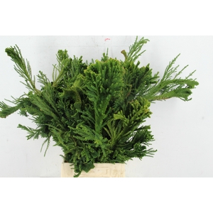 CRYPTOMERIA CRIST BUNCH