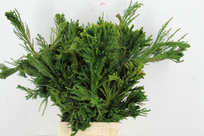 <h4>CRYPTOMERIA CRIST BUNCH</h4>