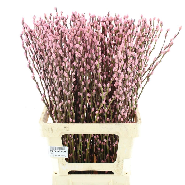 <h4>SALIX SN FLA KLB H%</h4>