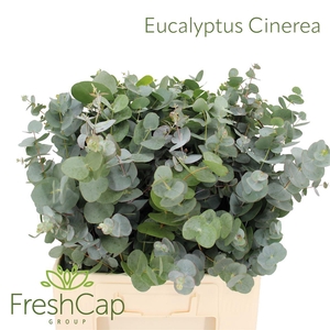 Eucalyptus Cinerea