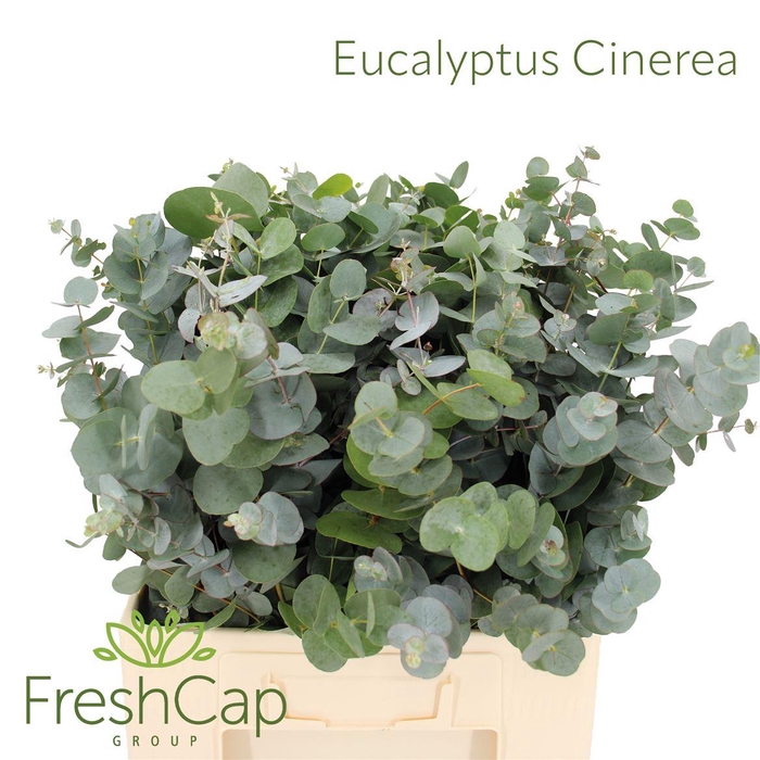 <h4>Eucalyptus Cinerea</h4>