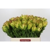 Leucadendron Goldstrike