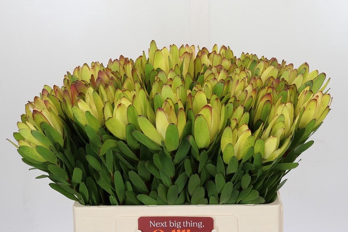 <h4>Leucadendron Goldstrike</h4>