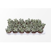 Adromischus Chocolyne